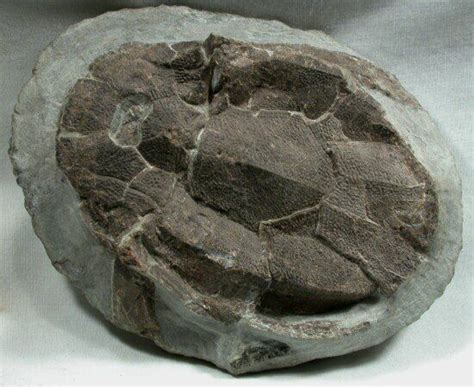 Placodermi Armoured Fish Bothriolepis Fish Fossil Fossil Fossils