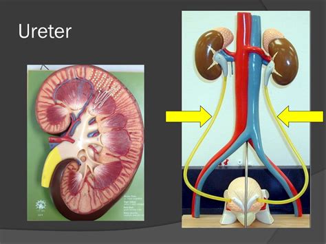 Ppt Urinary System Powerpoint Presentation Free Download Id4014901