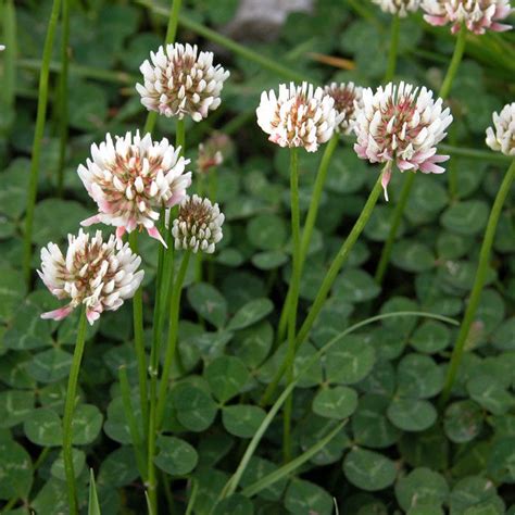 White Clover Trifolium Repens Lawn Weeds The Lawn Man