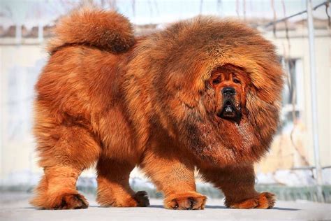 Tibetan Mastiff A Protective And Fearless Giant The Goldens Club