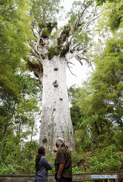 People View Kauri Tree At Waipoua Forest In Northland New Zealand