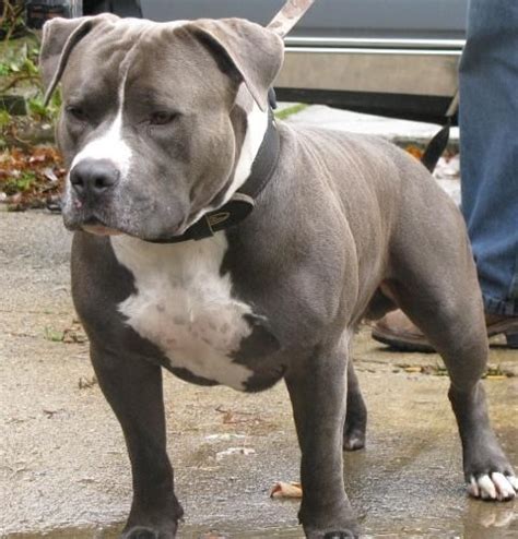 5 Popular Different Types Of Pitbulls Breeds With Pictures Pitbull