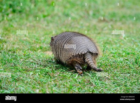 Big Hairy Armadillo Chaetophractus Villosus From Behind Running In The Grass Parque