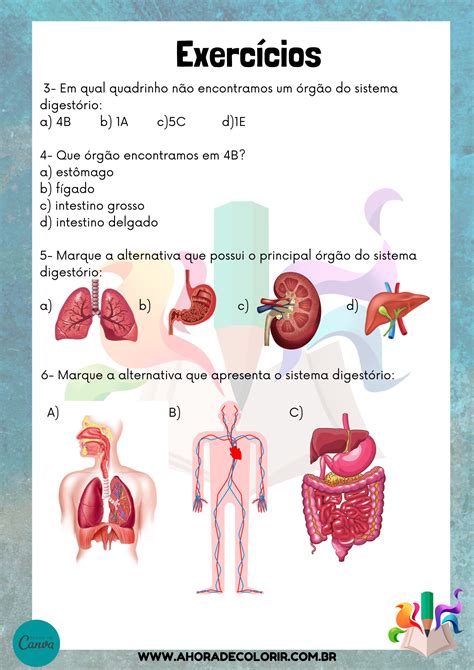 Integração Entre Os Sistemas Digestório Respiratório E Circulatório