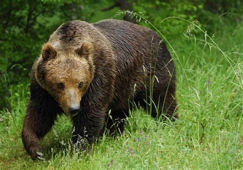 Brown Bear Species South Of Canada Planetanimalzone