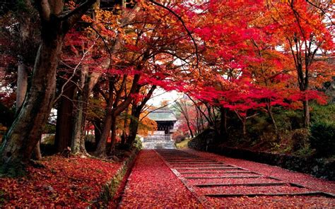1440x900 Autumn Color Fall Landscapes Leaves Nature Park Path