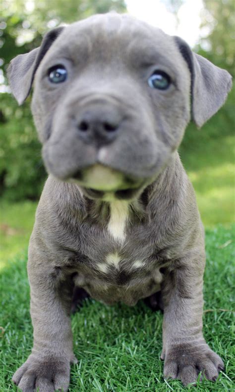 For a puppy to get a blue coat color, it must come from parents who are carriers of the recessive dilution gene. Blue Nose Pitbull Puppies For Sale - Blue Nose Pitbull ...