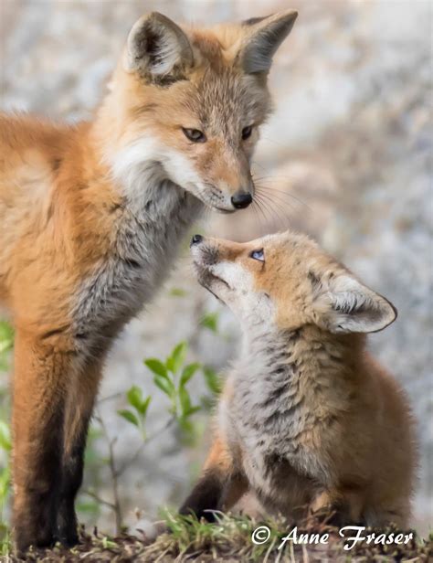 Siblings Red Fox Kits Anne Fraser Flickr