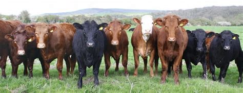 Breeding Cattle For Greater Environmental Efficiency Beef Central