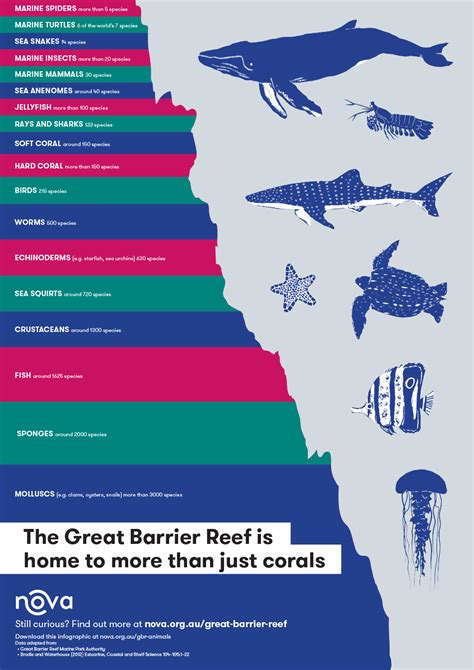 Discover The Incredible Diversity Of Animals In The Great Barrier Reef