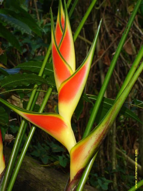 Heliconia Wagneriana Heliconias Flores Exóticas Jardines Tropicales