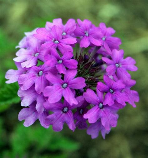 Fiori estivi resistenti al sole. 10 magnifici fiori da coltivare in pieno sole | Guida Giardino