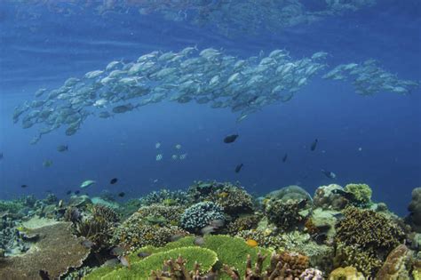 2018 Is The International Year Of The Reef