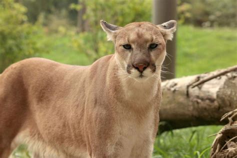 Cougar Spotted In Morristown Likely Roaming Male Though Unconfirmed