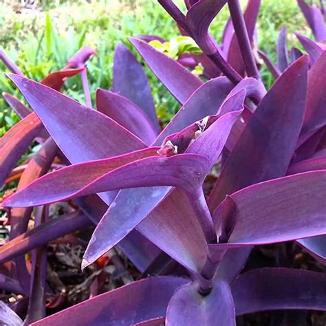 Purple Heart Tradescantia Pallida Plant Santhi Online Plants Nursery