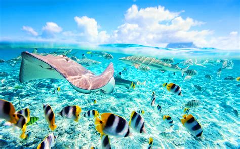 Underwater Paradise Wallpapers Top Free Underwater Paradise
