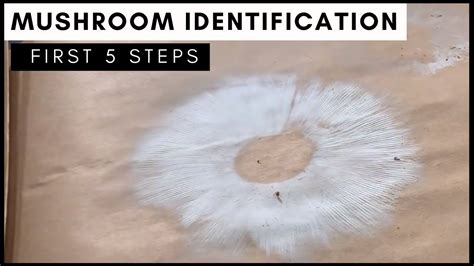 5 Steps To Identify A Mushroom Using Spore Prints Youtube