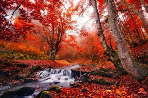 Autumn Forest Creek Slope Fall Colors Beautiful Serenity Leaves