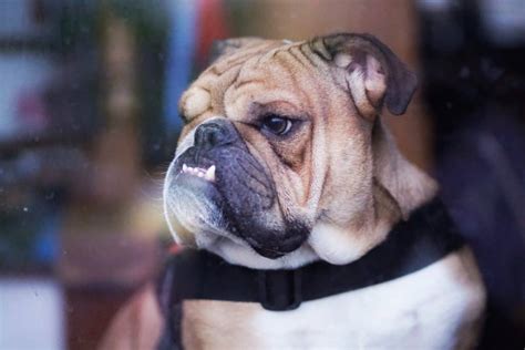 How Much Do English Bulldogs Weigh The Healthy Weight For Bulldogs