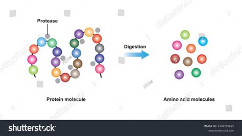 Scientific Designing Protein Digestion Protease Enzyme Stock Vector