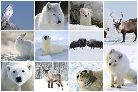 Animales De La Tundra Y Sus CaracterÍsticas