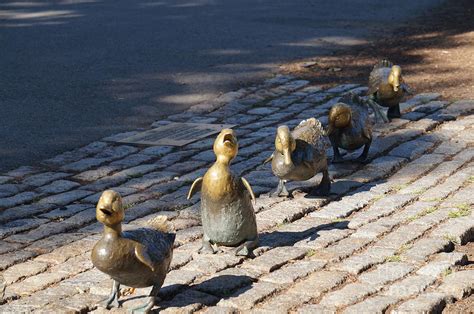 Bostons Favorite Ducklings Photograph By Zori Minkova Fine Art America