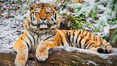 Tiger Siberian 4k 5k Wallpapers