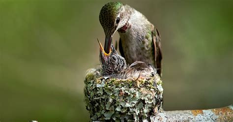 Baby Hummingbirds How These Tiny Birds Grow From Egg To Fledgling