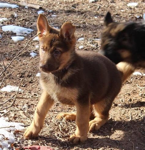 A Liver And Tan Puppy From Loujuan Gsds Dog Lovers German Shepherd