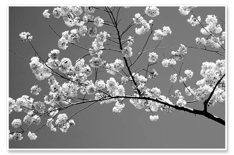 Cherry Blossoms Van Panoramic Images Als Poster Canvas Print En Meer