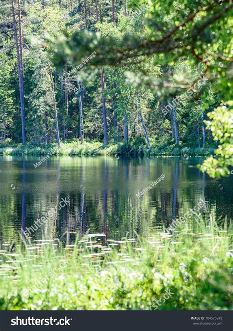 Calm Forest Lake Trees Hot Summer Stock Photo 704575879 Shutterstock