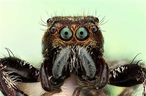 15 Really Good Reasons Spiders Are Weirdly Terrifying To Everyone