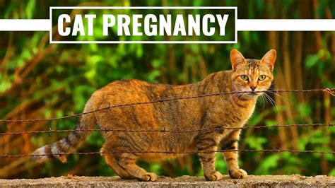 Cat Pregnancy How To Tell If A Cat Is Pregnant And All You Want To