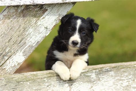 Top 13 Border Collie Breeders In Texas — Best Texan Collies