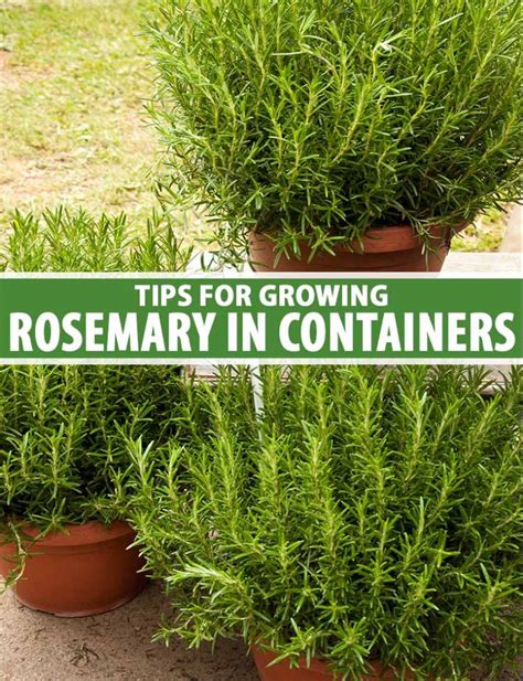 Rosemary Care How To Grow Rosemary In Pots And Containers The Garden