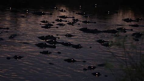 Photos Show Dozens Of Florida Alligators With Glowing Eyes At Night