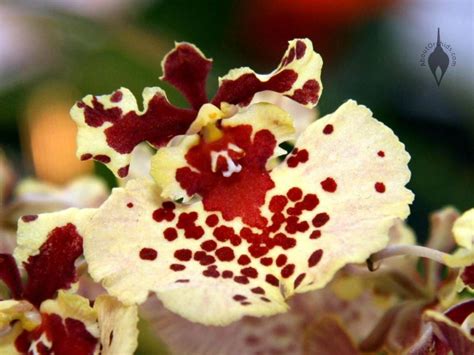 Aboutorchids Blog Archive Caring For A Valentine Orchid