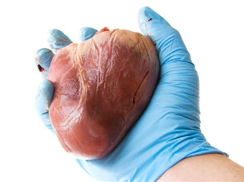 Ausmalbild gebrochenes herz ausmalbilder kostenlos zum. Wie Gross ist das Menschliche Herz - Wie Gross - Wie ...