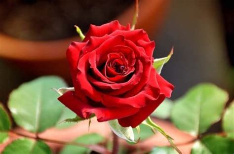 Cara Merawat Bunga Mawar Menanam Syarat Tumbuh Manfaat