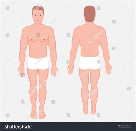 Posterior Frontal Anterior Back Views Naked Stock Vector Royalty Free Shutterstock