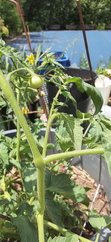 Remove Your Suckers From Your Tomato Plants And Root Them To Get More
