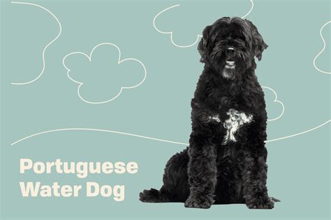 Is Portuguese Water Dog Right For Me