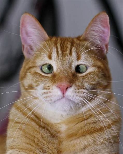 Jarvis The Adorable Cross Eyed Ginger Cat Army Kitty Cute Animals