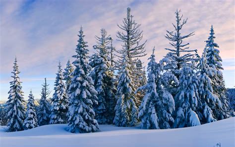 Hintergrundbilder Bäume Landschaft Wald Schnee Winter Ast Frost
