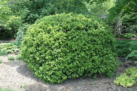 Japanese Boxwood Buxus Microphylla Var Japonica In Longview