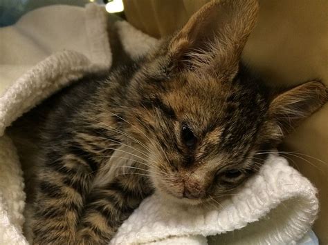 Squeek Kitten With Broken Ankles Anjellicle Cats Fundraising Cute