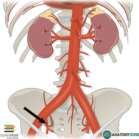 The exact arrangement of branches of the internal iliac artery is variable. Internal Iliac Artery • Cardiovascular • AnatomyZone