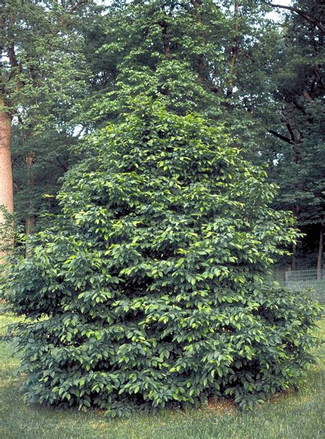Carpinus Betulus European Hornbeam 5 In Trees Siteone