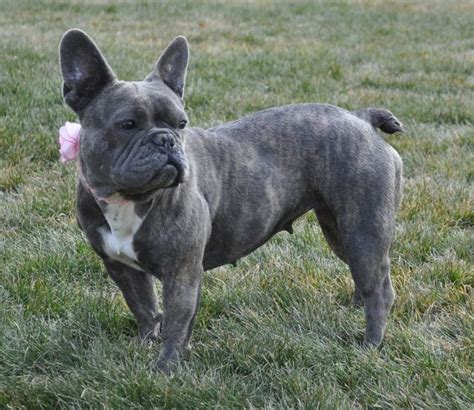 Blue Brindle French Bulldog Puppies Zoe Fans Blog Brindle French