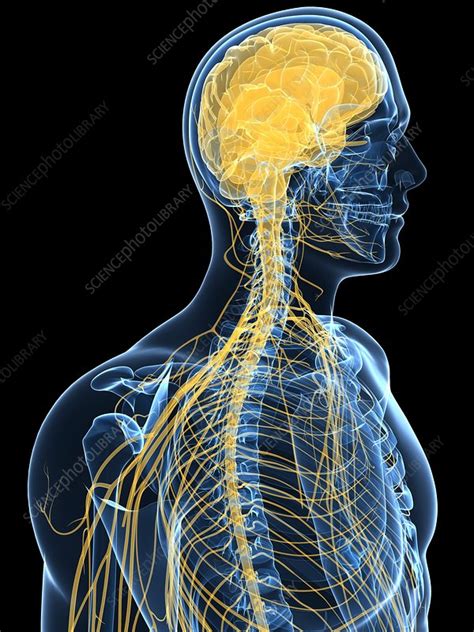 Human Nervous System Artwork Stock Image F0041388 Science Photo